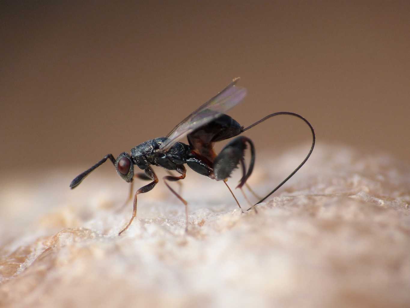 Saccheggio di un''ooteca di mantide: Podagrion sp. -Torymidae